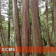 Taiwan Yellow Cypress 台灣黃檜